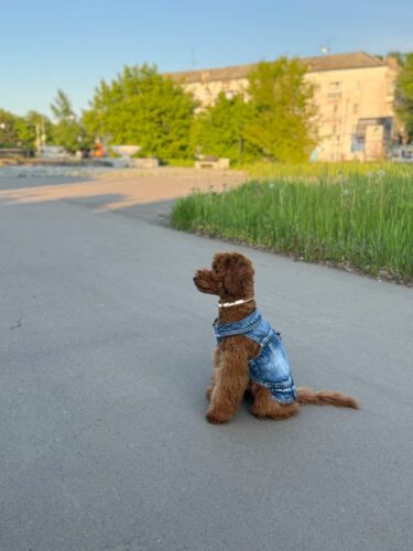 Vesta de Blugi, Albastra, Inel pentru lesa #HC1990 photo review