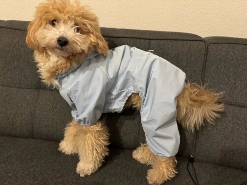 Pelerina Ploaie Pentru Catei, Albastra #HC350 photo review