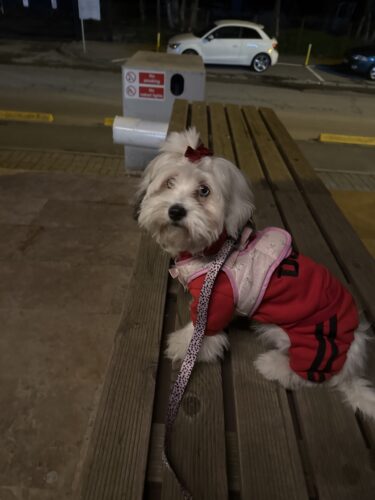 Trening USA, Roz #HC372 photo review