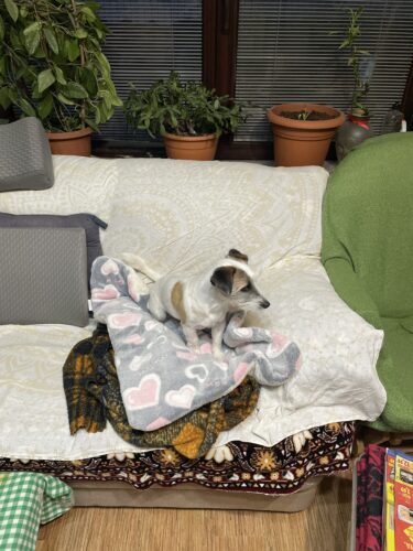 Covoras moale pentru caini si pisici, Fleece #PC93 photo review