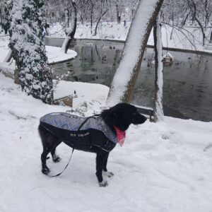 Vesta caini talie mare, matlasata, impermeabila, ham incorporat #HM053 photo review