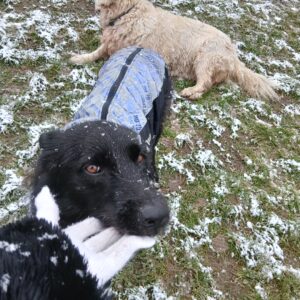 Vesta caini talie mare, matlasata, impermeabila, ham incorporat #HM053 photo review