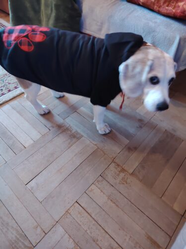 Hanorac cu Gluga pentru caini talie mare, Negru #HM086 photo review