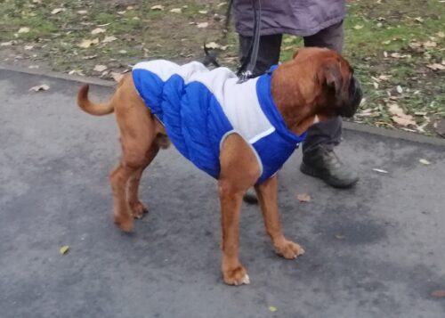 Vesta caini talie mare, matlasata, impermeabila #HM126 photo review