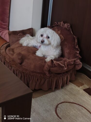 Pat de lux pentru caini, Catifea, Negru #PC13 photo review