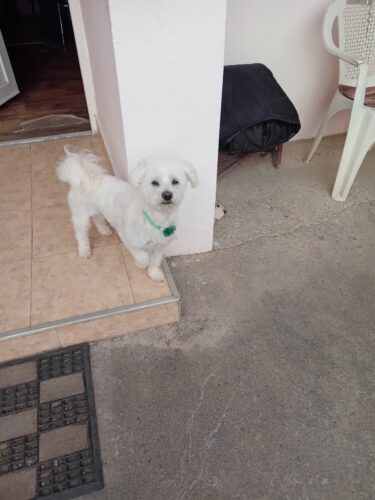 Geaca Imblanita, Blanita Pufoasa, Gentuta - Visiniu #HC585 photo review