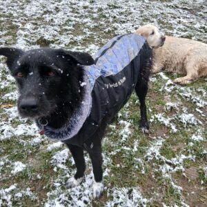 Vesta caini talie mare, matlasata, impermeabila, ham incorporat #HM053 photo review