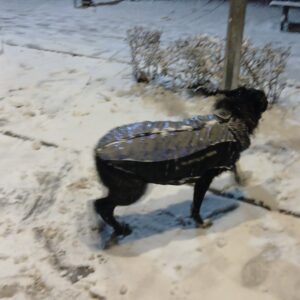 Vesta caini talie mare, matlasata, impermeabila, ham incorporat #HM053 photo review