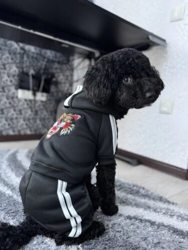 Trening Tiger - Negru #HC1013 photo review