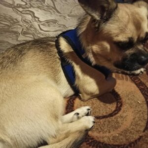 Set Ham + Lesa - Albastru #HH08 photo review