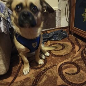 Set Ham + Lesa - Albastru #HH08 photo review