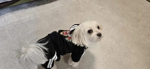 Trening Tiger - Negru #HC1013 photo review