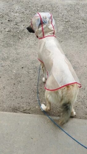 Pelerina Ploaie Pentru Catei, Rosie, Transparenta #HC1672 photo review