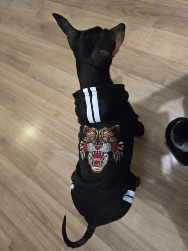 Trening Tiger - Negru #HC1013 photo review