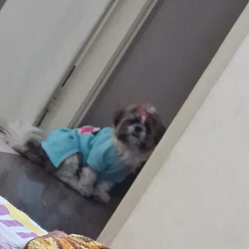 Rochita, Albastra #HC1876 photo review