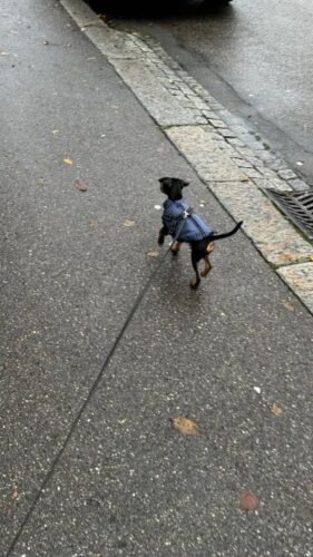 Vesta Impermeabila, Imblanita + Ham incorporat - Albastru Inchis #HC1566 photo review