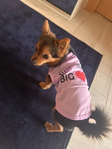 Tricou - Small Dog Big ❤️ - Roz deschis #HC1122 photo review