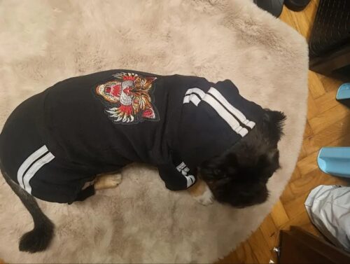 Trening Tiger - Negru #HC1013 photo review