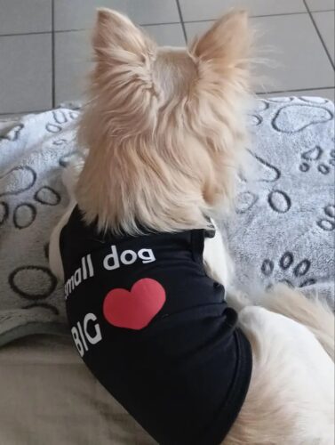 Tricou - Small Dog Big ❤️ - Negru #HC1120 photo review