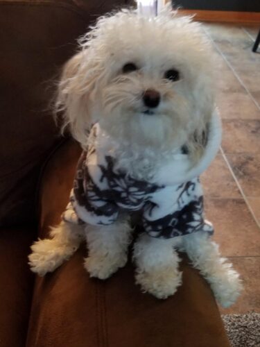 Salopeta Cocolino - Cerbi - Maro #HC510 photo review